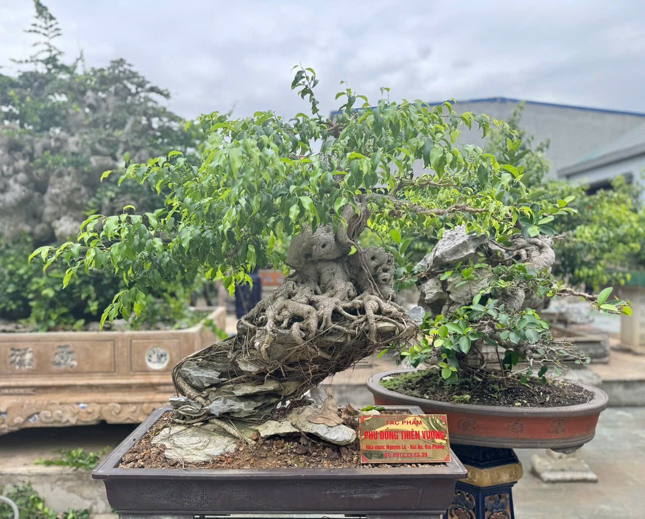 Nguyên Lê: Người “đánh thức” linh hồn duối ký đá tại Hải Phòng Nguyên Lê: Người “đánh thức” linh hồn duối ký đá tại Hải Phòng