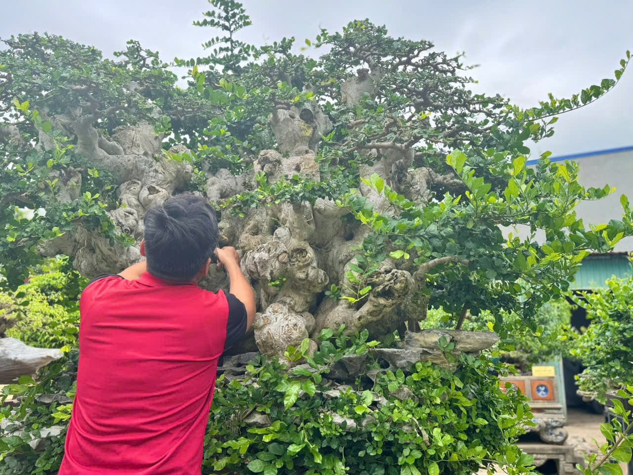 Nguyên Lê: Người “đánh thức” linh hồn duối ký đá tại Hải Phòng Nguyên Lê: Người “đánh thức” linh hồn duối ký đá tại Hải Phòng