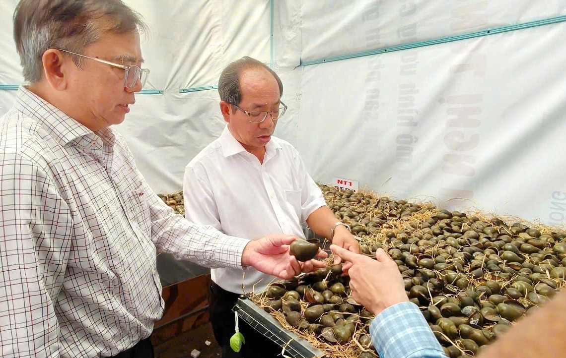 An Giang thử nghiệm nuôi ốc bươu đồng “tiềm sinh”: Giá trị tăng gấp nhiều lần An Giang thử nghiệm nuôi ốc bươu đồng “tiềm sinh”: Giá trị tăng gấp nhiều lần