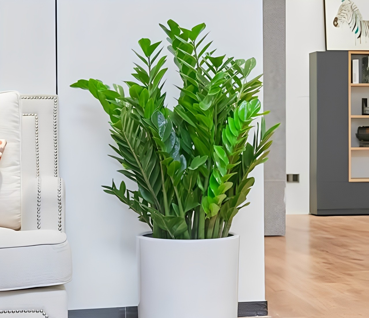 Cây kim tiền hợp mệnh nào? Gợi ý phong thủy tăng tài lộc cho gia chủ Cây kim tiền hợp mệnh nào? Gợi ý phong thủy tăng tài lộc cho gia chủ