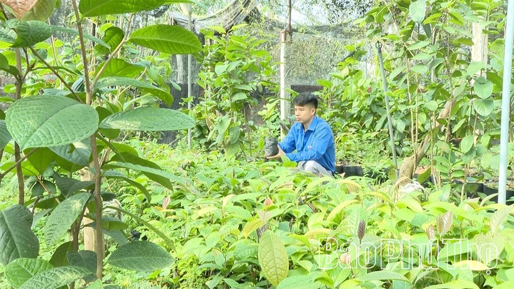 Trên vùng núi cao nhất Phú Thọ, chàng trai trẻ hồi sinh cây trà hoa vàng quý hiếm Trên vùng núi cao nhất Phú Thọ, chàng trai trẻ hồi sinh cây trà hoa vàng quý hiếm