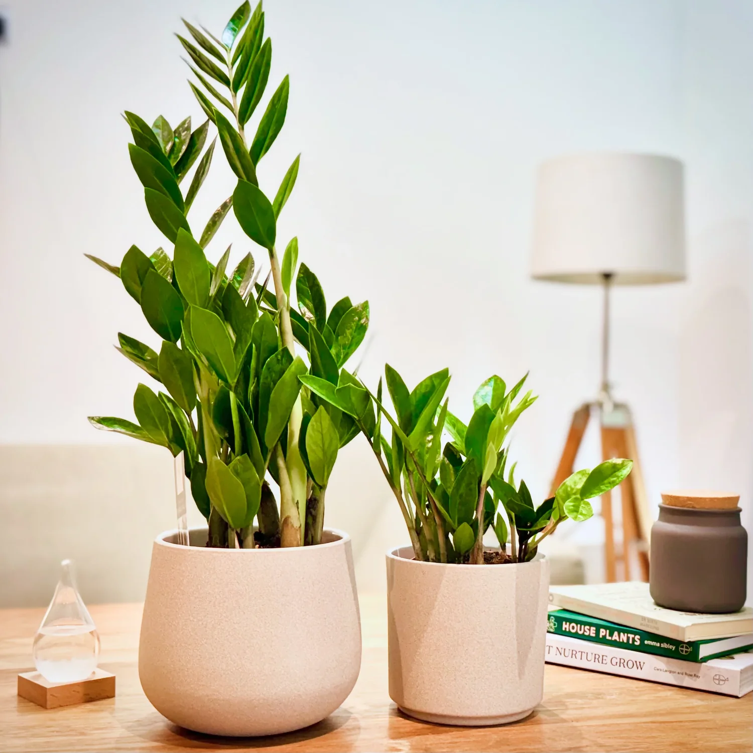 Cây kim tiền hợp mệnh nào? Gợi ý phong thủy tăng tài lộc cho gia chủ Cây kim tiền hợp mệnh nào? Gợi ý phong thủy tăng tài lộc cho gia chủ