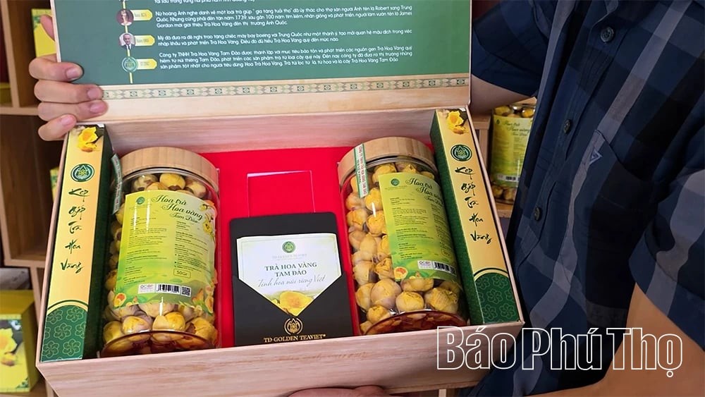 Trên vùng núi cao nhất Phú Thọ, chàng trai trẻ hồi sinh cây trà hoa vàng quý hiếm Trên vùng núi cao nhất Phú Thọ, chàng trai trẻ hồi sinh cây trà hoa vàng quý hiếm