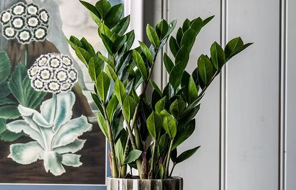 Cây kim tiền hợp mệnh nào? Gợi ý phong thủy tăng tài lộc cho gia chủ