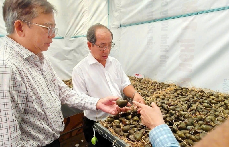 An Giang thử nghiệm nuôi ốc bươu đồng “tiềm sinh”: Giá trị tăng gấp nhiều lần