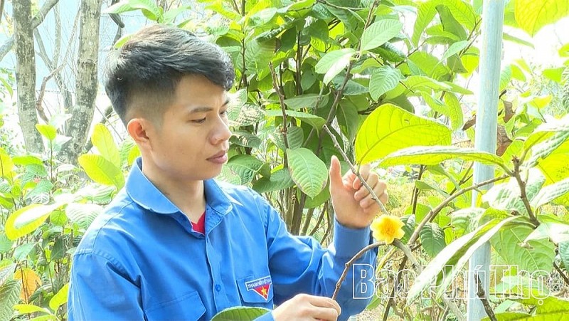 Trên vùng núi cao nhất Phú Thọ, chàng trai trẻ hồi sinh cây trà hoa vàng quý hiếm