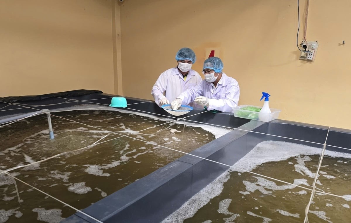 Khánh Hòa siết chặt kiểm dịch, giám sát dịch bệnh trên tôm giống