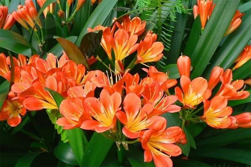 Lan quân tử – biểu tượng của may mắn, đặc biệt hợp ba mệnh này Lan quân tử – biểu tượng của may mắn, đặc biệt hợp ba mệnh này