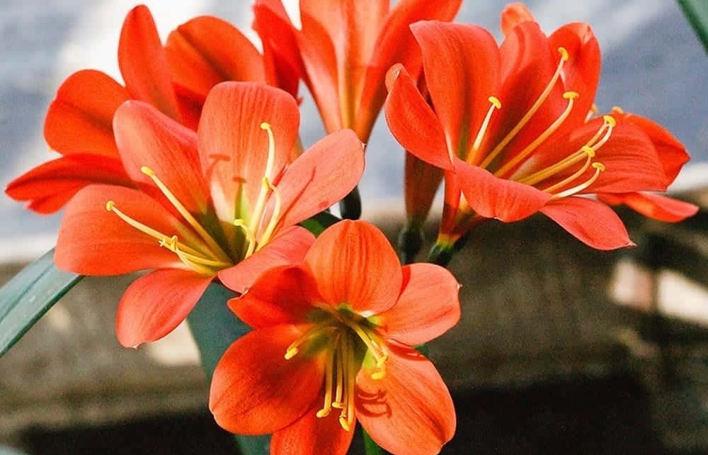 Lan quân tử – biểu tượng của may mắn, đặc biệt hợp ba mệnh này