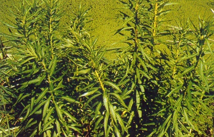 Loài cây dại được bán gần 300.000 đồng/kg, nông dân gọi là "cỏ phát tài"