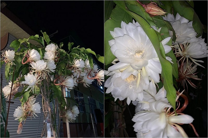 Bí quyết chăm hoa quỳnh nở rộ: Chậu quỳnh 5 năm bất ngờ bung 100 bông trong một đêm khiến cả xóm ngỡ ngàng