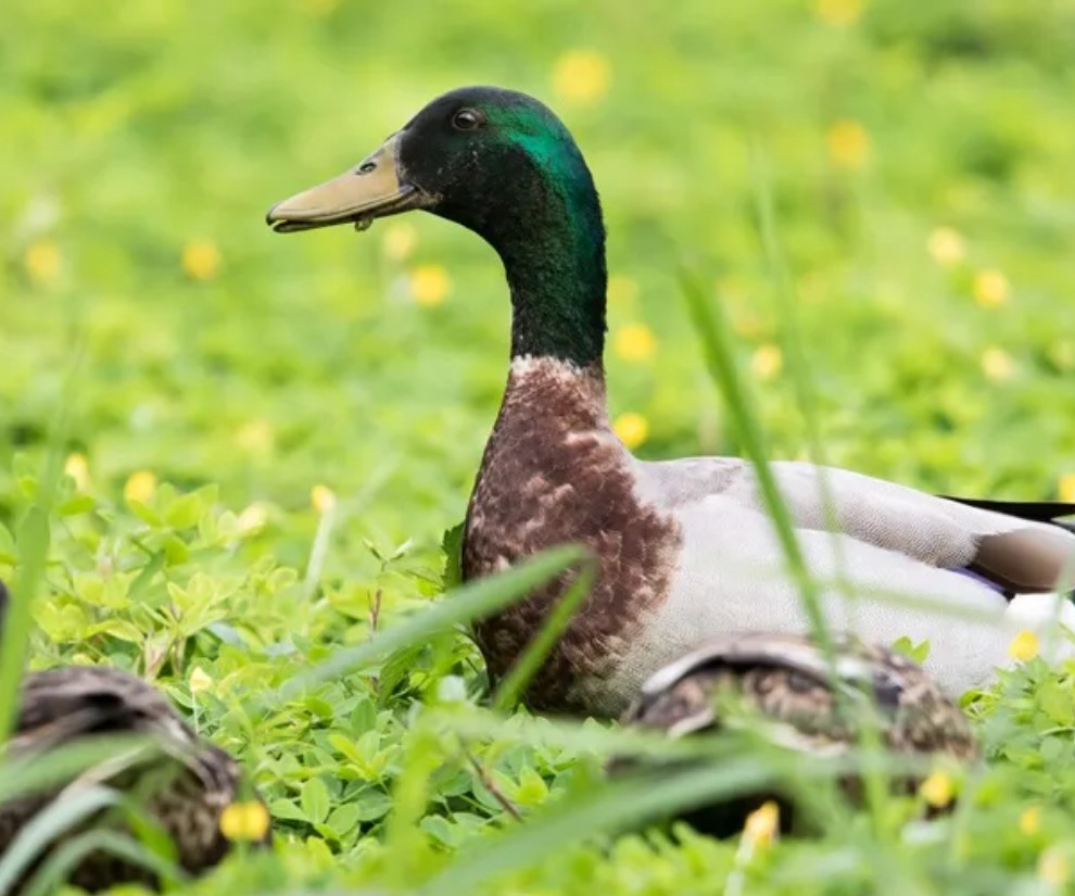 Vịt cổ xanh: Tiềm năng lớn từ loài vật từng sống hoang dã Vịt cổ xanh: Tiềm năng lớn từ loài vật từng sống hoang dã