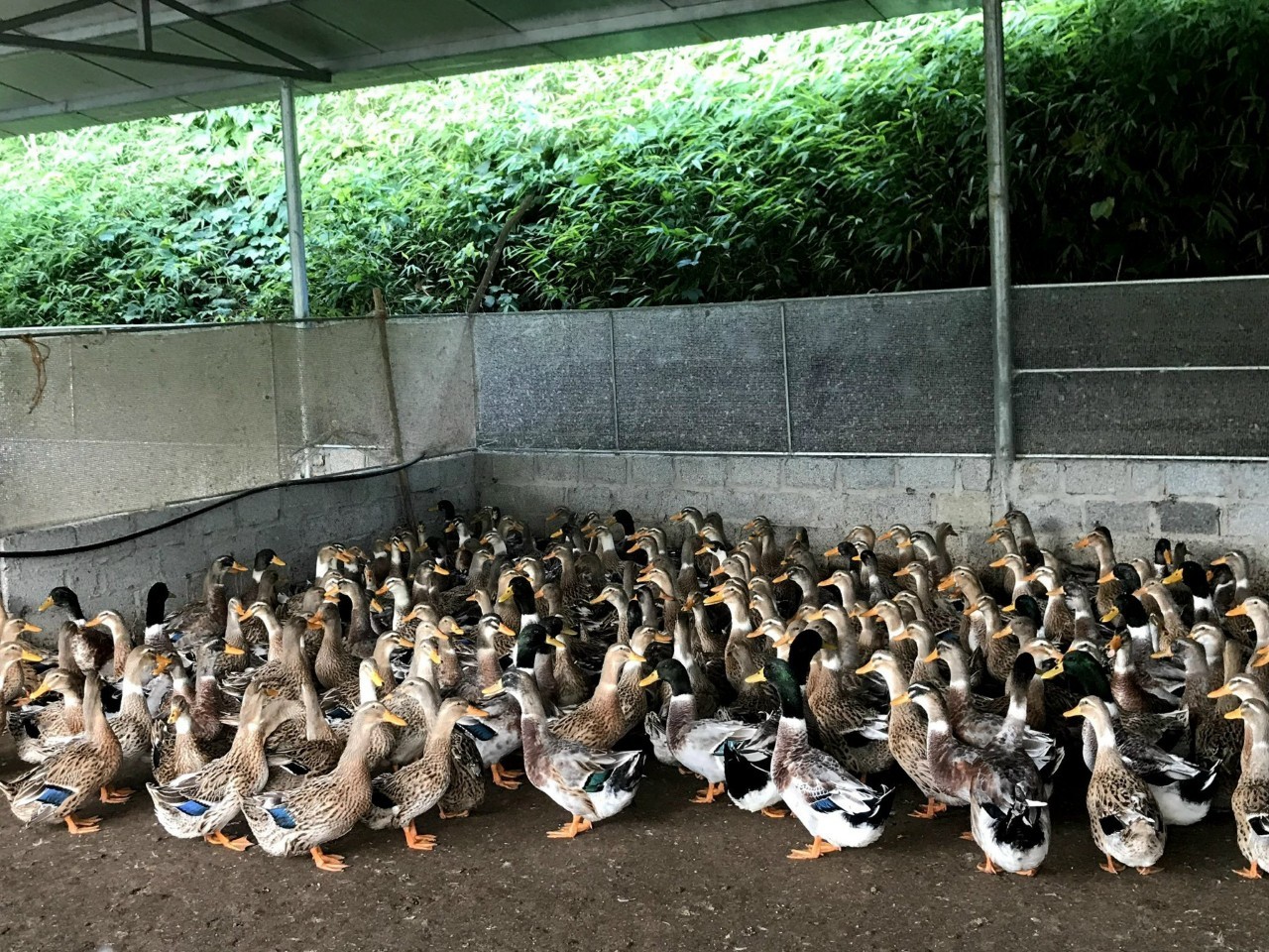 Bài toán kinh tế từ vịt cổ xanh: Nuôi 3 tháng, bán giá cao hơn 30% Bài toán kinh tế từ vịt cổ xanh: Nuôi 3 tháng, bán giá cao hơn 30%