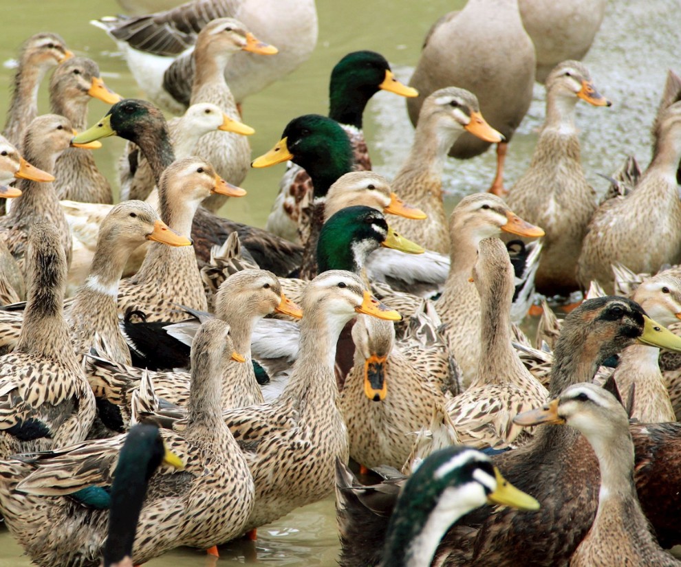 Bài toán kinh tế từ vịt cổ xanh: Nuôi 3 tháng, bán giá cao hơn 30% Bài toán kinh tế từ vịt cổ xanh: Nuôi 3 tháng, bán giá cao hơn 30%