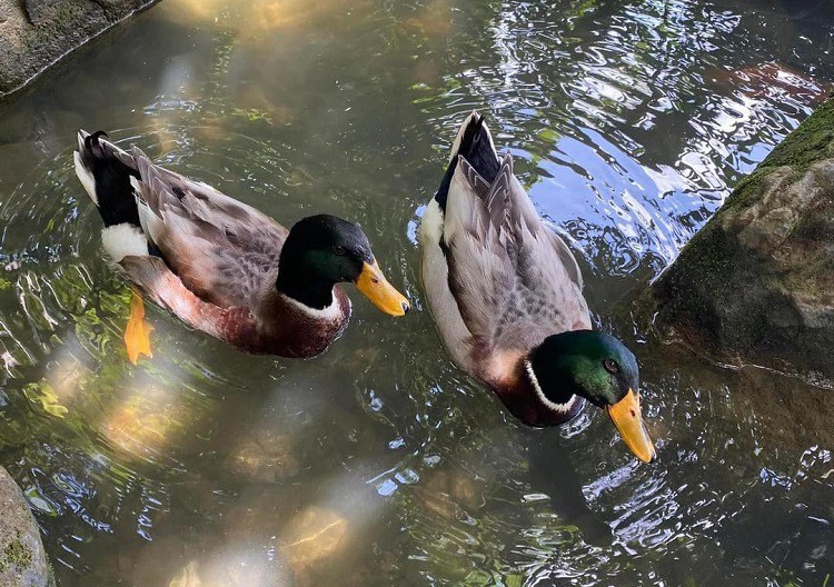 Bài toán kinh tế từ vịt cổ xanh: Nuôi 3 tháng, bán giá cao hơn 30% Bài toán kinh tế từ vịt cổ xanh: Nuôi 3 tháng, bán giá cao hơn 30%