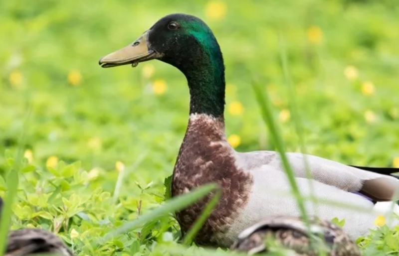 Vịt cổ xanh: Tiềm năng lớn từ loài vật từng sống hoang dã