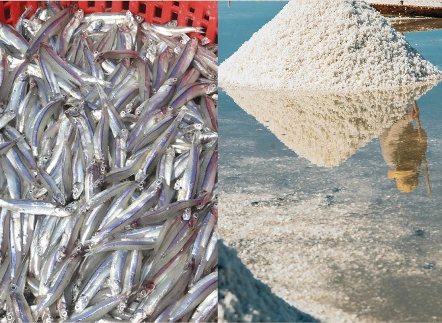 Giữ nghề làm mắm nơi làng biển Cà Ná, Khánh Hòa Giữ nghề làm mắm nơi làng biển Cà Ná, Khánh Hòa