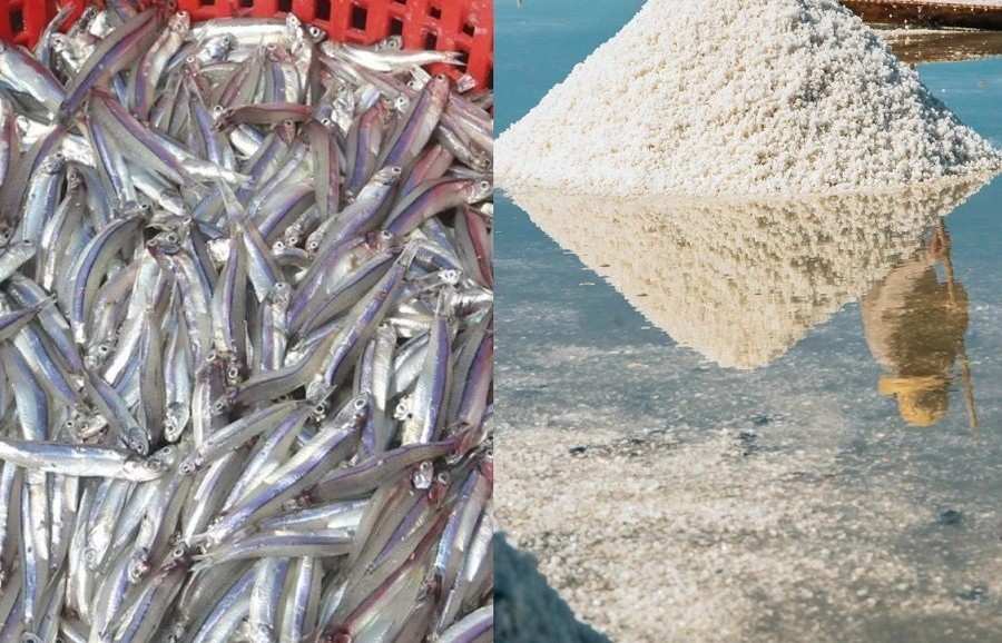 Giữ nghề làm mắm nơi làng biển Cà Ná, Khánh Hòa