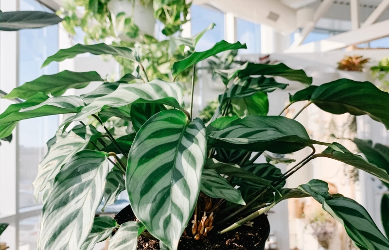 Cây đuôi công – “bùa may mắn” trong nhà giúp tăng vận khí, thu hút tài lộc