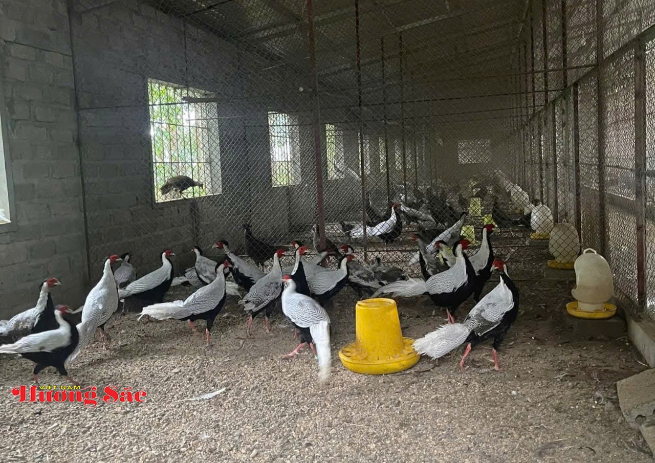 Nghiên cứu khai thác và phát triển nguồn gen Gà lôi trắng thành công tại Nho Quan: Bước tiến mới trong bảo tồn và ứng dụng thương mại Nghiên cứu khai thác và phát triển nguồn gen Gà lôi trắng thành công tại Nho Quan: Bước tiến mới trong bảo tồn và ứng dụng thương mại