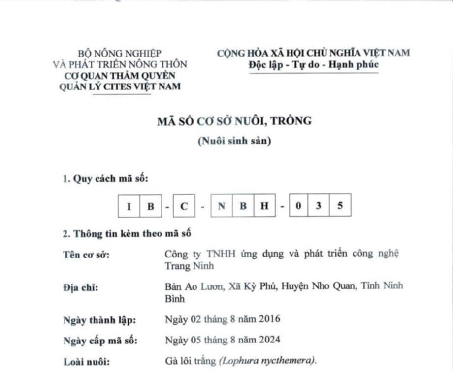 Nghiên cứu khai thác và phát triển nguồn gen Gà lôi trắng thành công tại Nho Quan Nghiên cứu khai thác và phát triển nguồn gen Gà lôi trắng thành công tại Nho Quan
