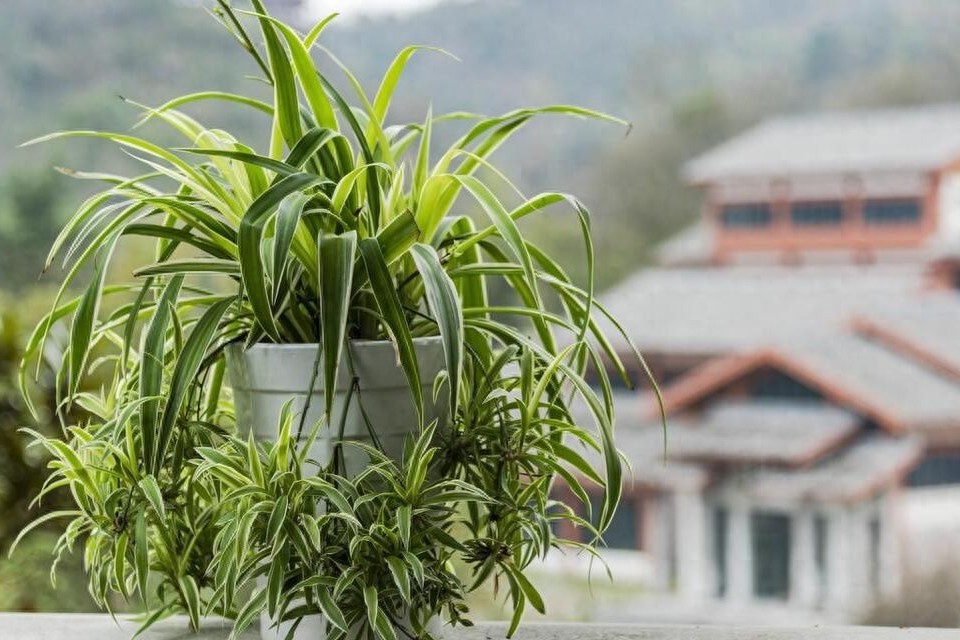 Loại cây ai từng trồng cũng mê, đặt đâu cũng hợp, càng để lâu càng xanh tốt