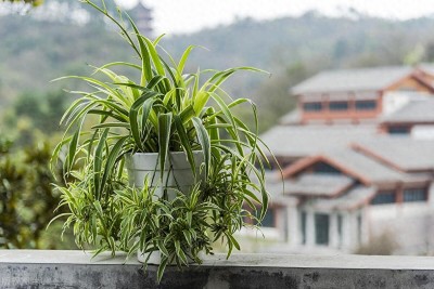 Loại cây ai từng trồng cũng mê, đặt đâu cũng hợp, càng để lâu càng xanh tốt