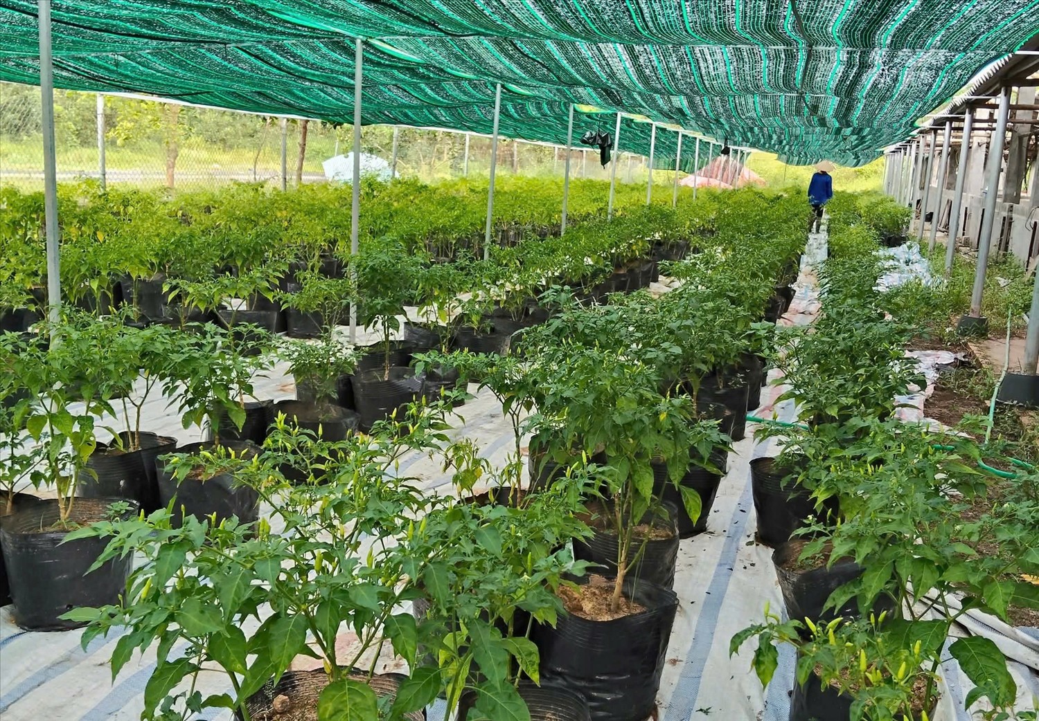 Biến ớt mọc dại thành sản phẩm OCOP, thu hàng trăm triệu đồng mỗi năm