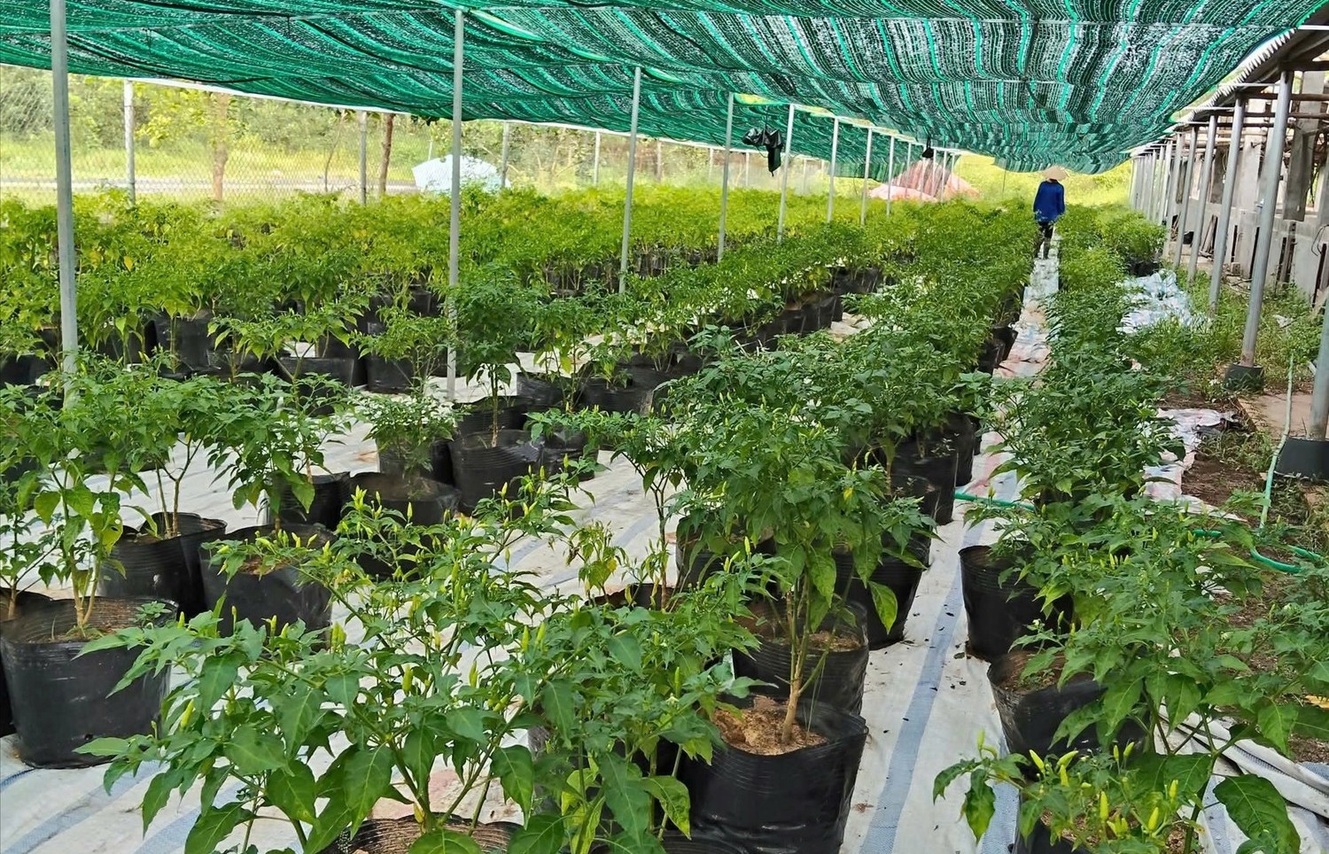 Biến ớt mọc dại thành sản phẩm OCOP, thu hàng trăm triệu đồng mỗi năm