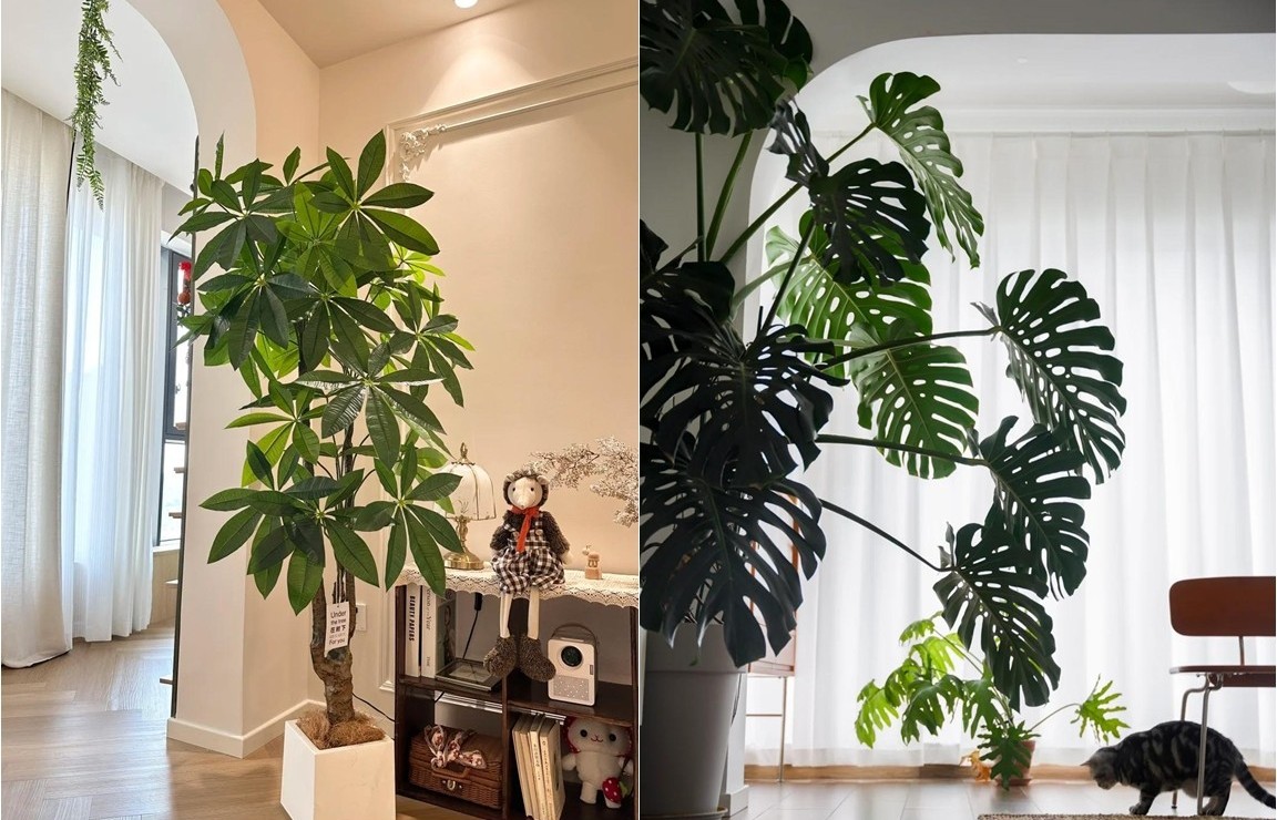 "Phòng khách có cây, mười nhà thì chín nhà phát lộc”, gia đình giàu có đều yêu thích trồng 6 loại cây này!