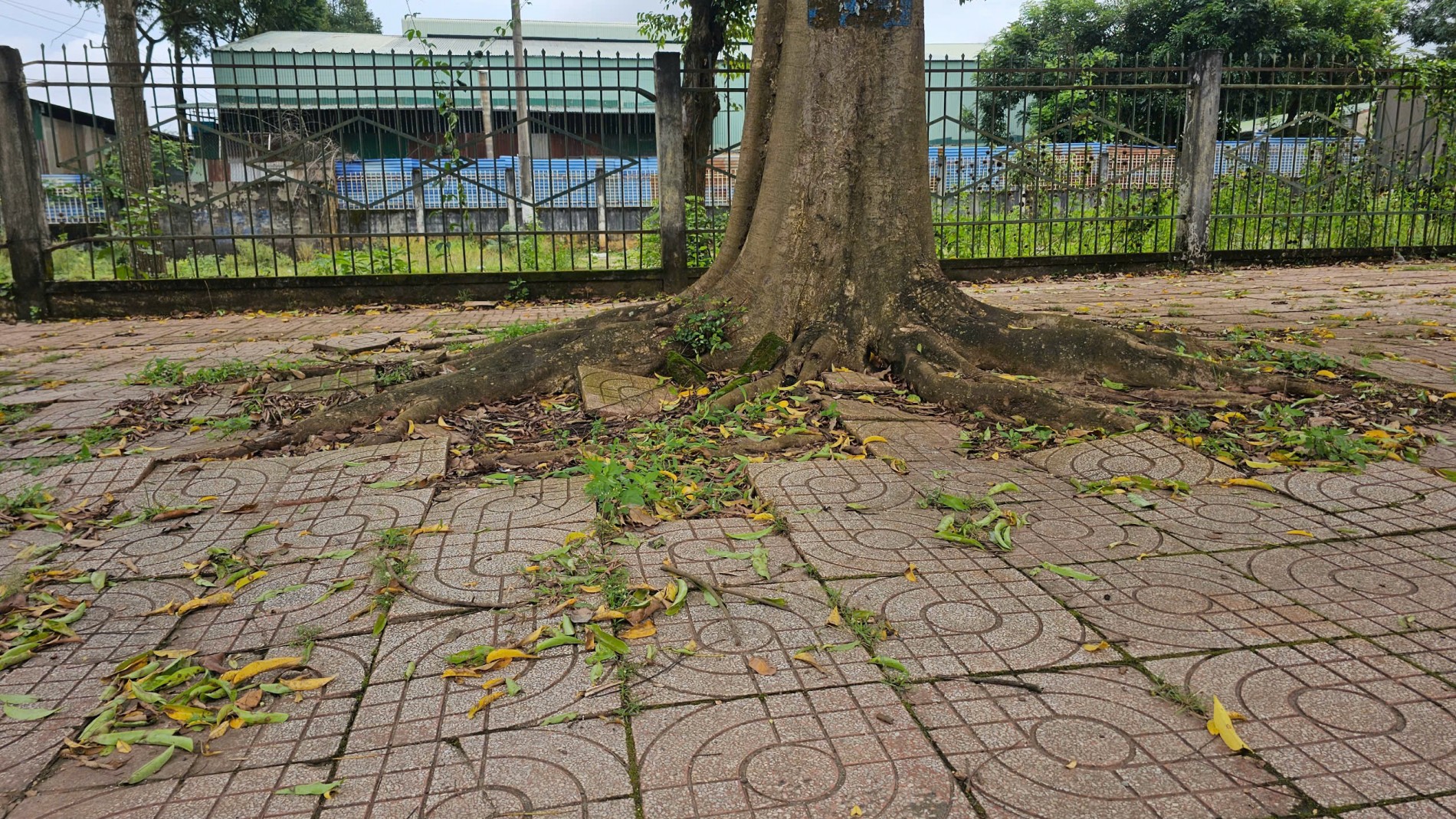 Cần chiến lược dài hơi cho “lá phổi xanh” Buôn Ma Thuột Cần chiến lược dài hơi cho “lá phổi xanh” Buôn Ma Thuột