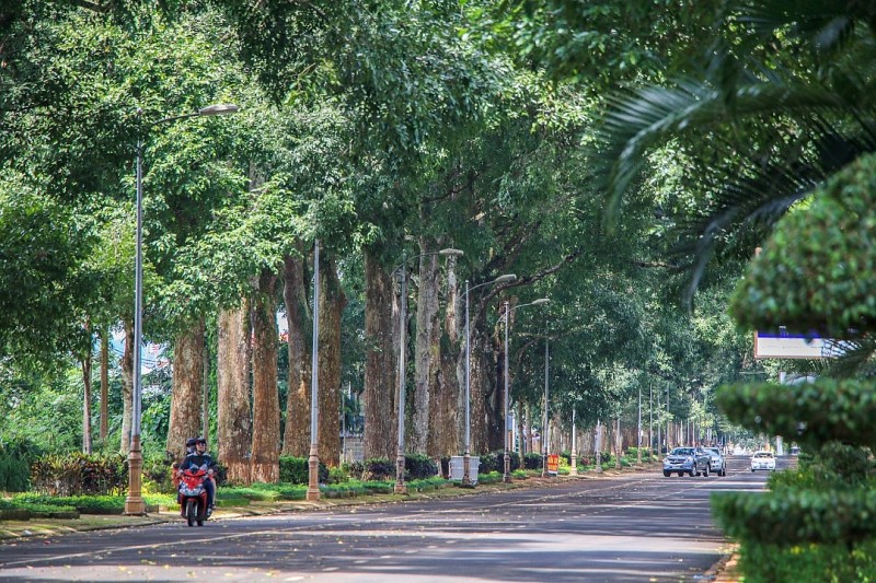 Cần chiến lược dài hơi cho “lá phổi xanh” Buôn Ma Thuột