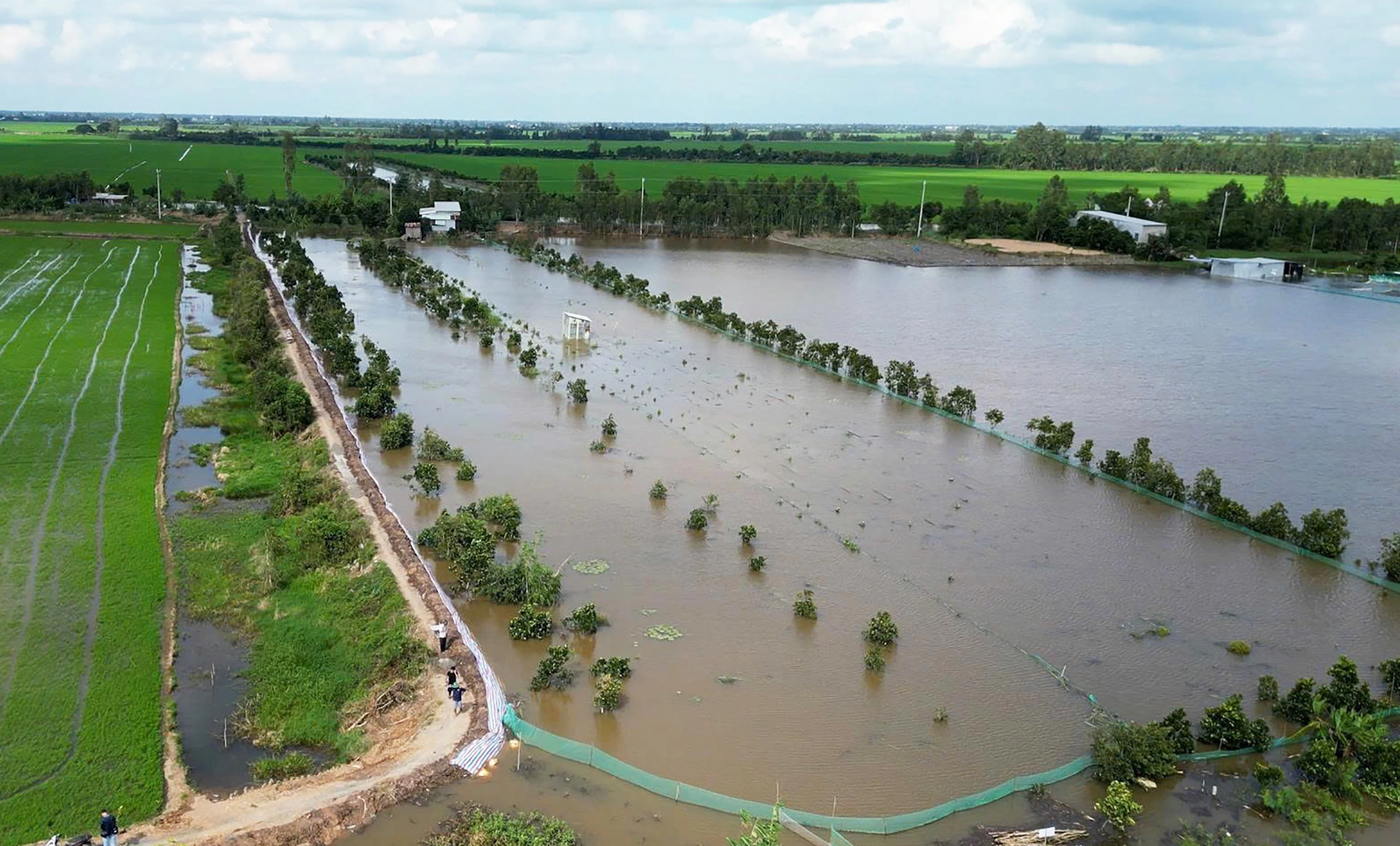 Vườn cây tiền tỷ ở miền Tây ngập úng, chết hàng loạt sau triều cường lịch sử Vườn cây tiền tỷ ở miền Tây ngập úng, chết hàng loạt sau triều cường lịch sử