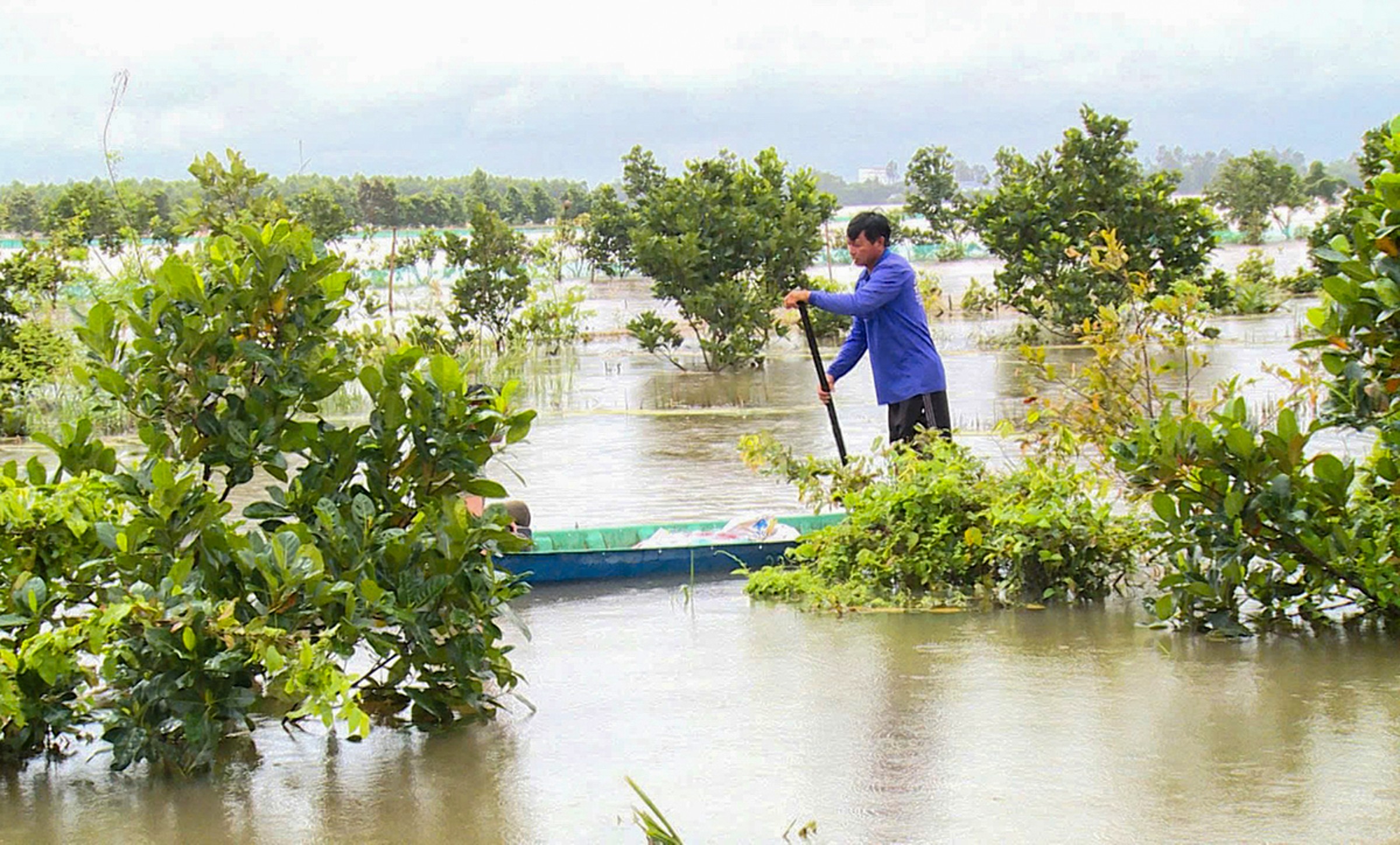 Vườn cây tiền tỷ ở miền Tây xác xơ, nông dân trắng tay sau đợt triều cường lịch sử Vườn cây tiền tỷ ở miền Tây xác xơ, nông dân trắng tay sau đợt triều cường lịch sử