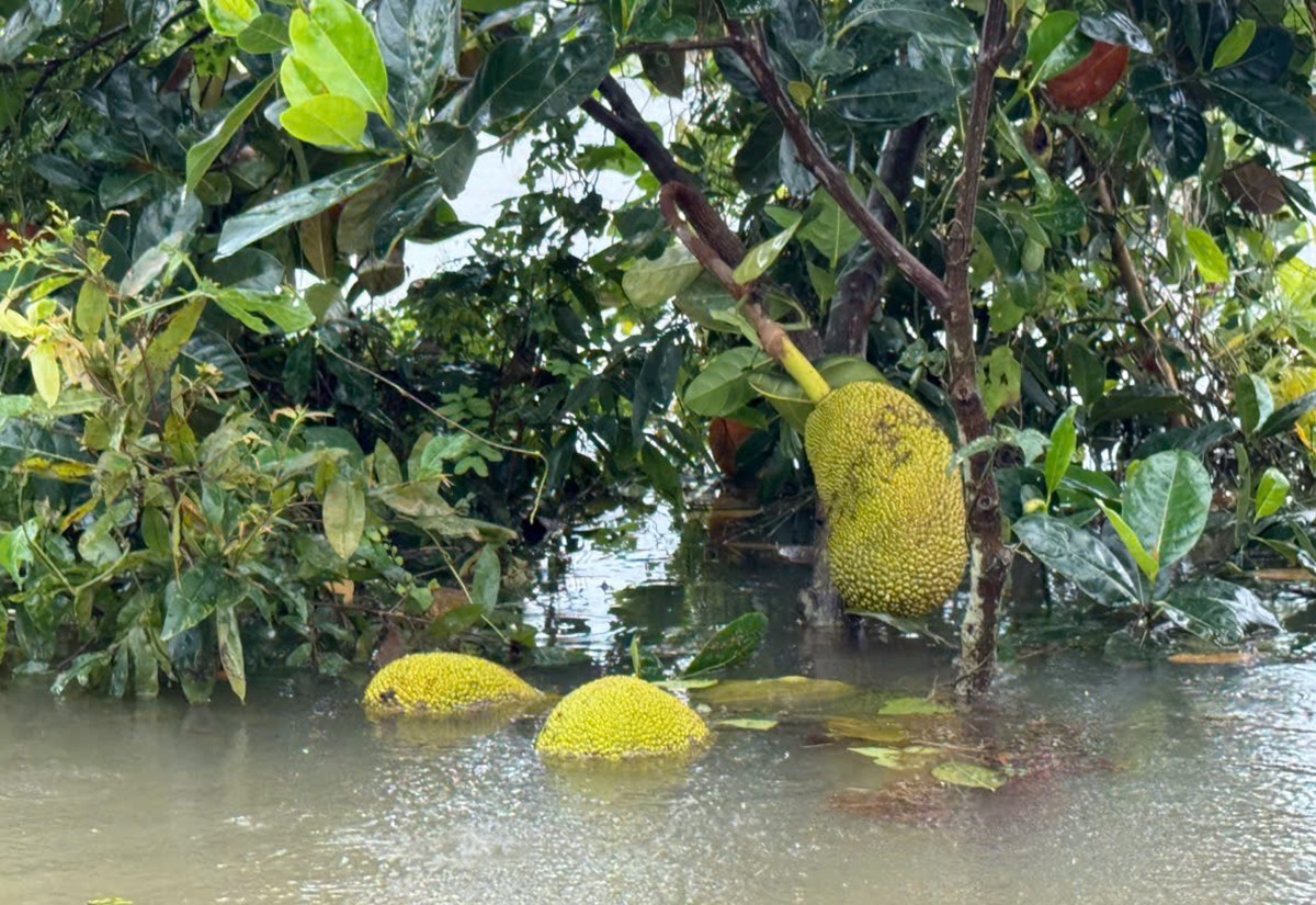 Vườn cây tiền tỷ ở miền Tây xác xơ, nông dân trắng tay sau đợt triều cường lịch sử Vườn cây tiền tỷ ở miền Tây xác xơ, nông dân trắng tay sau đợt triều cường lịch sử