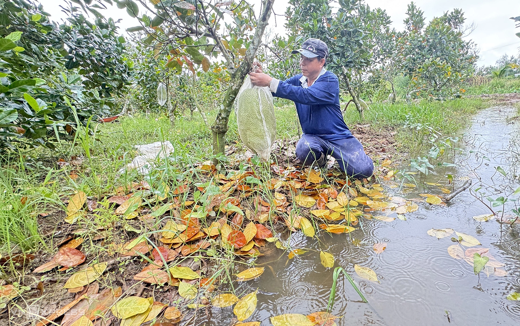 Vườn cây tiền tỷ ở miền Tây ngập úng, chết hàng loạt sau triều cường lịch sử Vườn cây tiền tỷ ở miền Tây ngập úng, chết hàng loạt sau triều cường lịch sử
