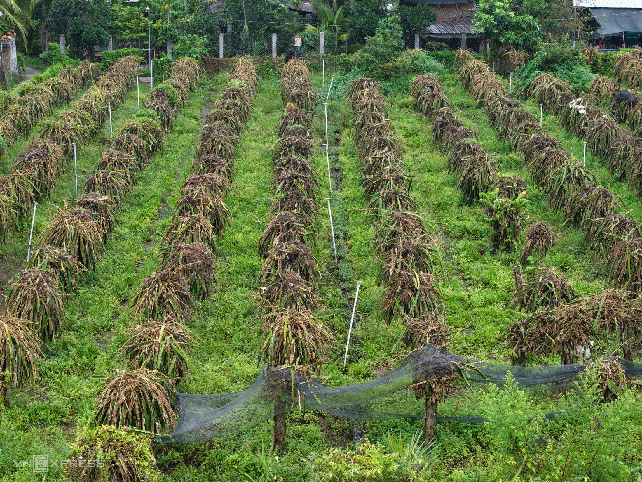 Vườn cây tiền tỷ ở miền Tây ngập úng, chết hàng loạt sau triều cường lịch sử Vườn cây tiền tỷ ở miền Tây ngập úng, chết hàng loạt sau triều cường lịch sử