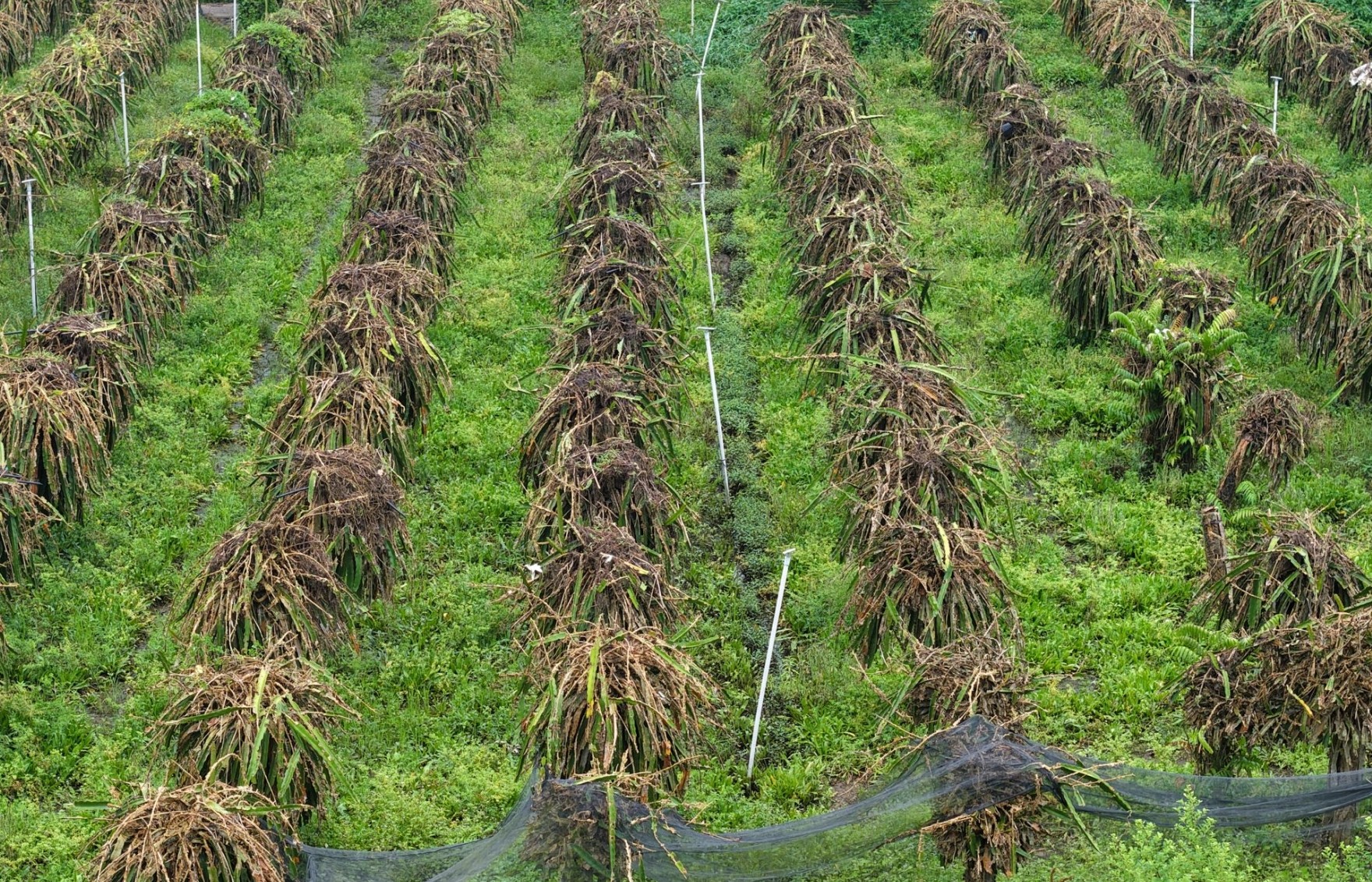 Vườn cây tiền tỷ ở miền Tây xác xơ, nông dân trắng tay sau đợt triều cường lịch sử