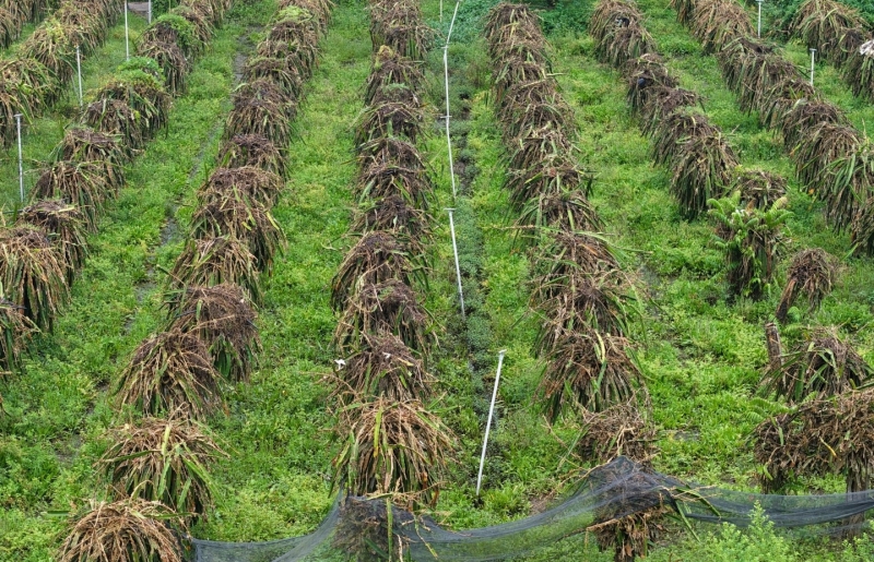 Vườn cây tiền tỷ ở miền Tây xác xơ, nông dân trắng tay sau đợt triều cường lịch sử