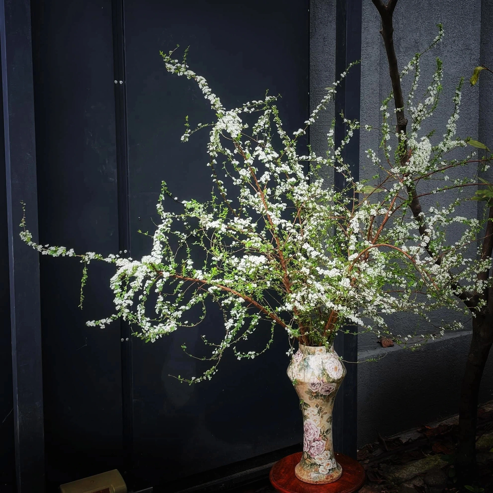 Hoa lạ khoe sắc dịp Tết: Tuyết mai, đào đông đỏ, đỗ quyên ngủ đông hút khách Hoa lạ khoe sắc dịp Tết: Tuyết mai, đào đông đỏ, đỗ quyên ngủ đông hút khách