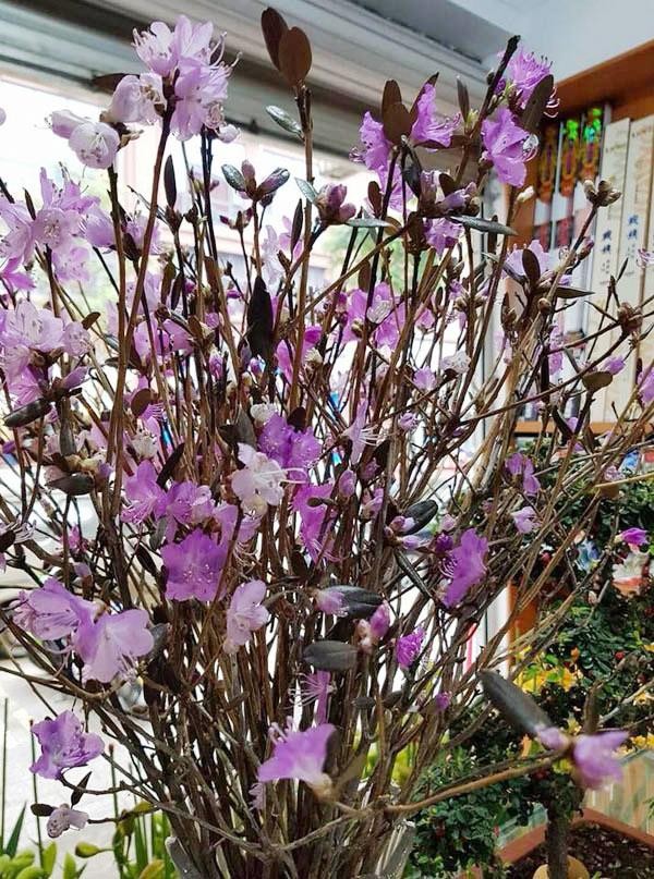 Hoa “lạ mắt” đổ bộ thị trường Tết: Từ tuyết mai đến đỗ quyên ngủ đông Hoa “lạ mắt” đổ bộ thị trường Tết: Từ tuyết mai đến đỗ quyên ngủ đông