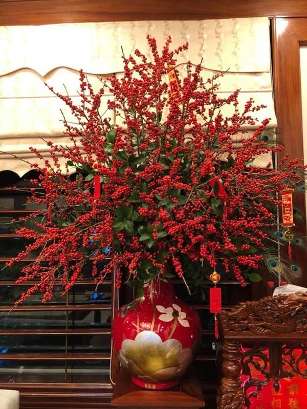 Hoa “lạ mắt” đổ bộ thị trường Tết: Từ tuyết mai đến đỗ quyên ngủ đông Hoa “lạ mắt” đổ bộ thị trường Tết: Từ tuyết mai đến đỗ quyên ngủ đông