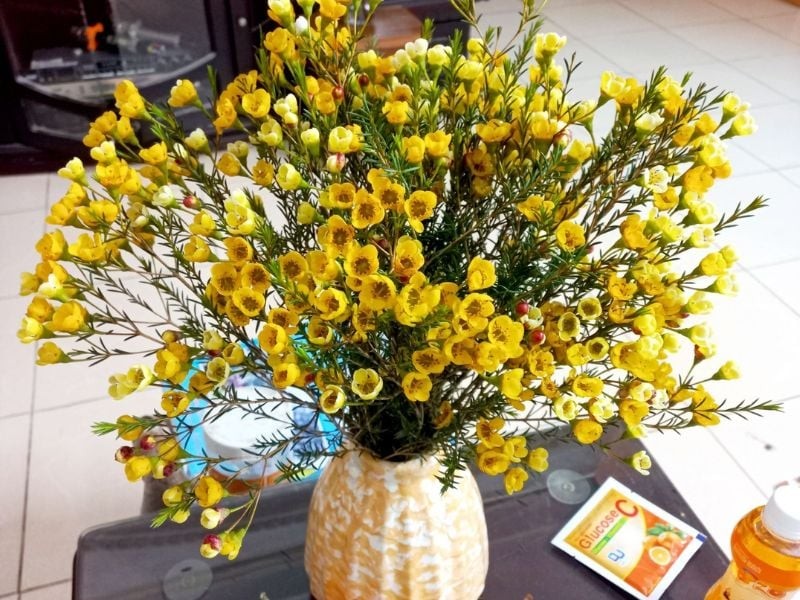 Hoa lạ khoe sắc dịp Tết: Tuyết mai, đào đông đỏ, đỗ quyên ngủ đông hút khách Hoa lạ khoe sắc dịp Tết: Tuyết mai, đào đông đỏ, đỗ quyên ngủ đông hút khách