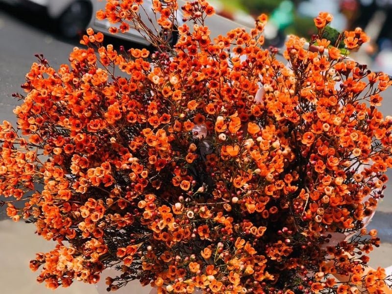 Hoa lạ khoe sắc dịp Tết: Tuyết mai, đào đông đỏ, đỗ quyên ngủ đông hút khách Hoa lạ khoe sắc dịp Tết: Tuyết mai, đào đông đỏ, đỗ quyên ngủ đông hút khách