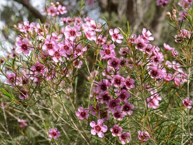 Hoa lạ khoe sắc dịp Tết: Tuyết mai, đào đông đỏ, đỗ quyên ngủ đông hút khách Hoa lạ khoe sắc dịp Tết: Tuyết mai, đào đông đỏ, đỗ quyên ngủ đông hút khách