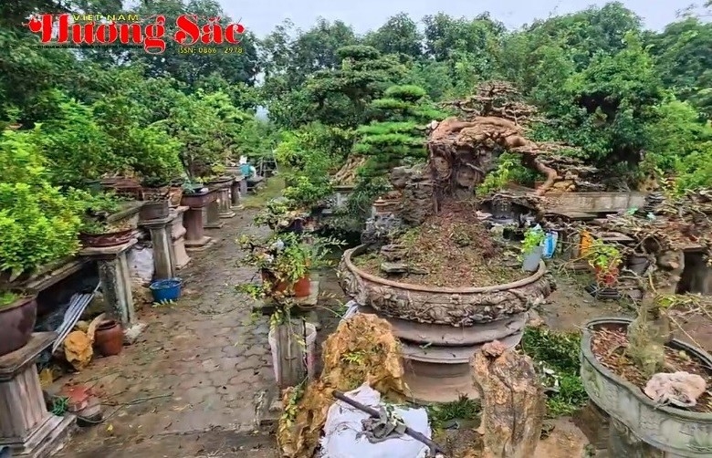 Thăm An Mộc Viên - khu nhà vườn quy tụ tinh hoa cây cảnh, hút khách gần xa