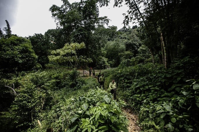 Rừng cổ ở Phú Thọ lưu giữ 11 cây nghiến khổng lồ hàng nghìn năm tuổi Rừng cổ ở Phú Thọ lưu giữ 11 cây nghiến khổng lồ hàng nghìn năm tuổi