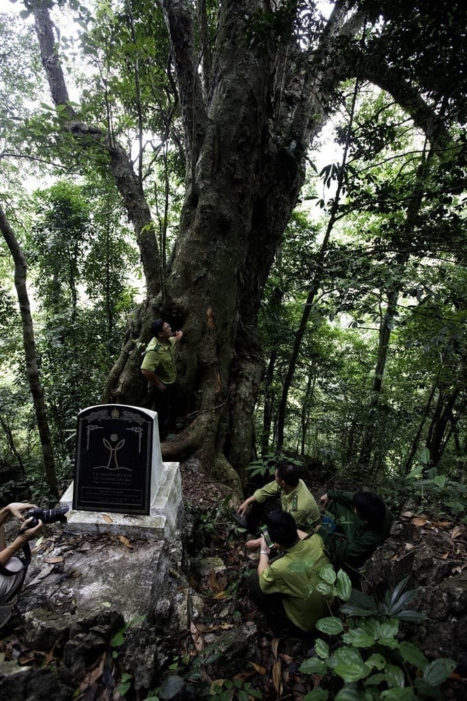 Rừng cổ ở Phú Thọ lưu giữ 11 cây nghiến khổng lồ hàng nghìn năm tuổi Rừng cổ ở Phú Thọ lưu giữ 11 cây nghiến khổng lồ hàng nghìn năm tuổi