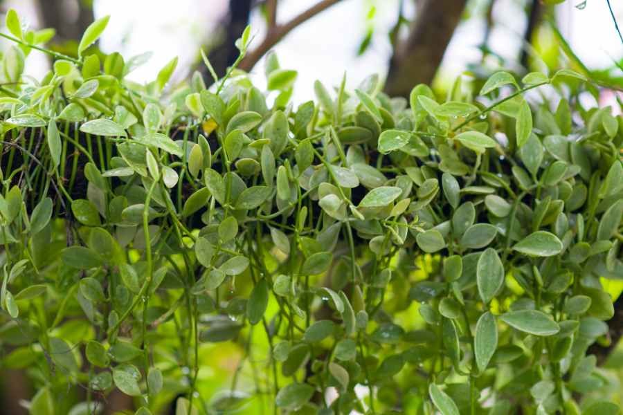 Cây Đô la: Ý nghĩa phong thủy, cách trồng và hướng dẫn chăm sóc Cây Đô la: Ý nghĩa phong thủy, cách trồng và hướng dẫn chăm sóc