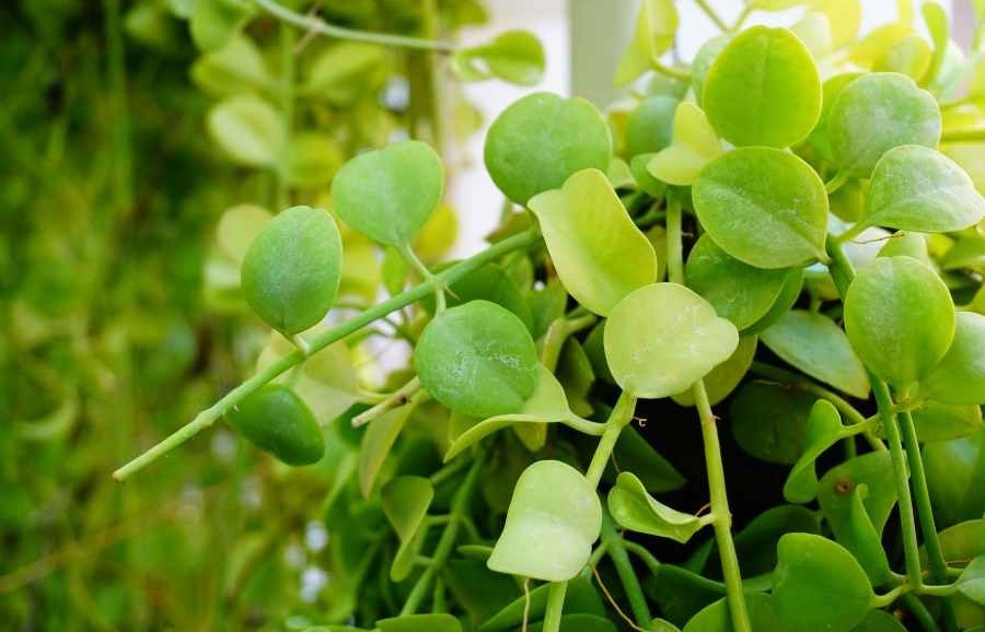 Cây Đô la: Ý nghĩa phong thủy, cách trồng và hướng dẫn chăm sóc